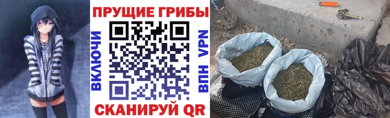 Галлюциногенные грибы Psilocybe  Уржум 